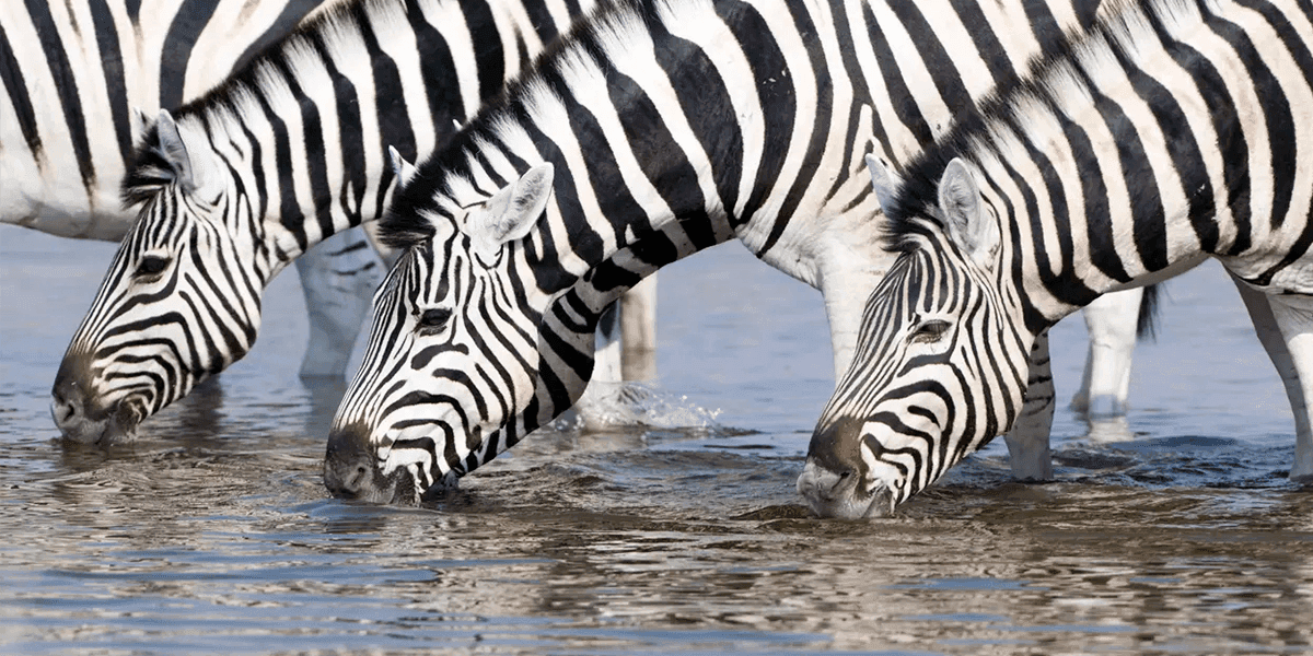 Zebra striping redefine consumo de bebidas