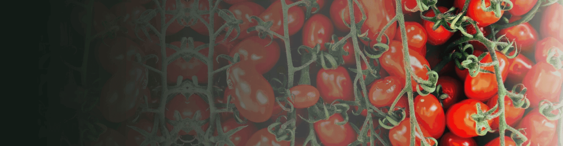 Identificação e Rastreabilidade no Tomate